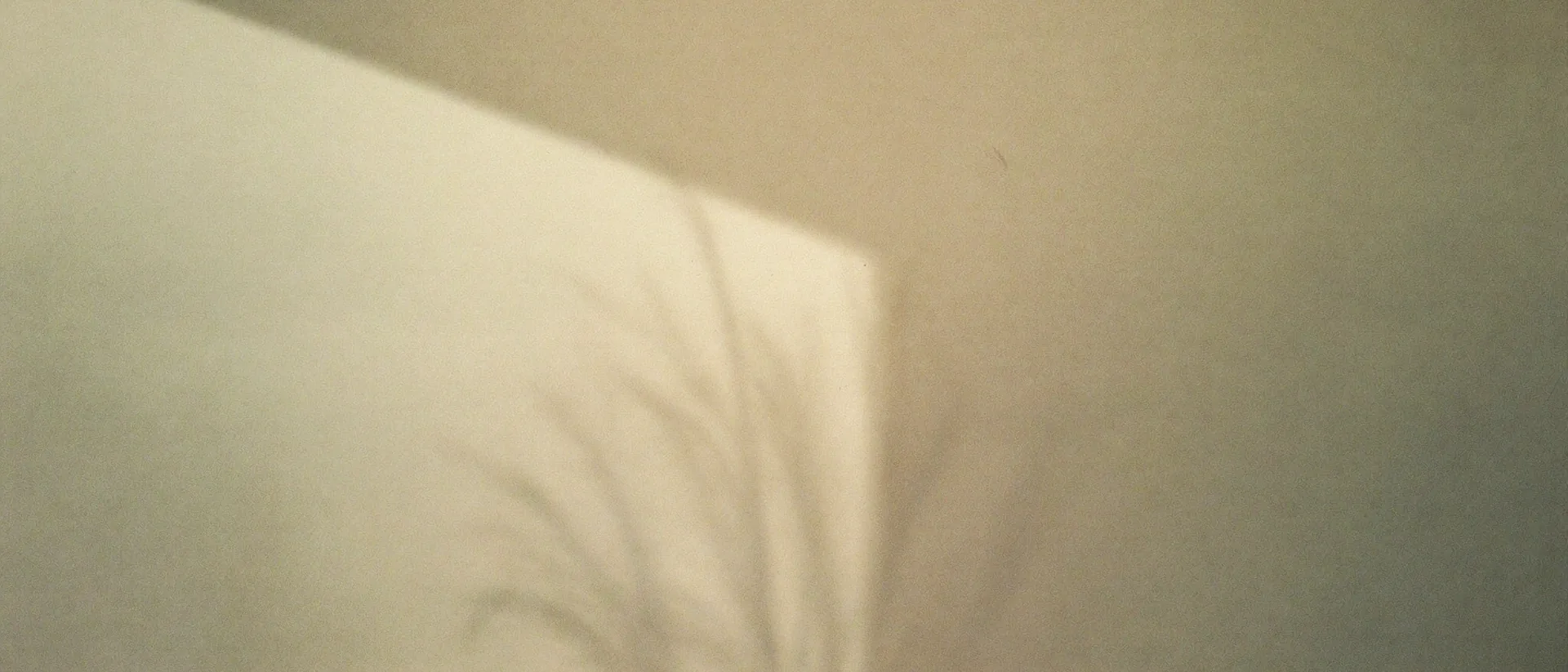 Luz do sol e sombra de folhagem sobre parede clara